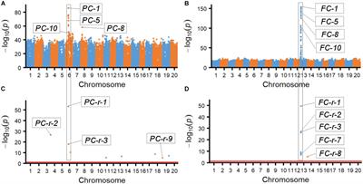 Bi-Phenotypic Trait May Be Conferred by Multiple Alleles in a Germplasm Population